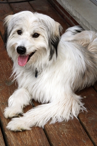 Diefer On Holiday WIth Hounds On Holiday Diefer On Holiday WIth Hounds On Holiday