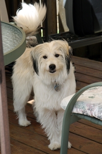 Diefer On Holiday WIth Hounds On Holiday Diefer On Holiday WIth Hounds On Holiday