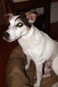 Guinness is curious Guinness is curious