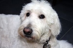 Dugan On Holiday With Hounds On Holiday Dugan On Holiday With Hounds On Holiday