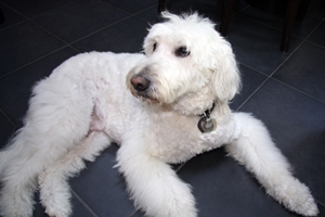 Dugan On Holiday With Hounds On Holiday Dugan On Holiday With Hounds On Holiday