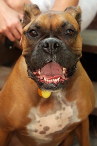 Lucy On Holiday With Hounds On Holiday Lucy On Holiday With Hounds On Holiday