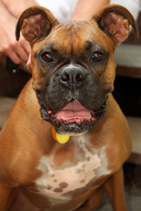 Lucy On Holiday With Hounds On Holiday Lucy On Holiday With Hounds On Holiday