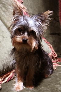 Willow On Holiday With Hounds On Holiday