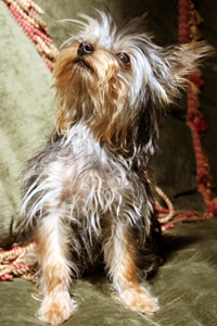 Willow On Holiday With Hounds On Holiday Willow On Holiday With Hounds On Holiday