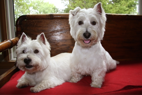 Bordeaux and Kardhu On Holiday With Hounds On Holiday