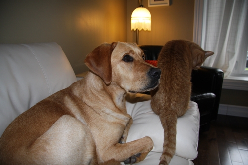 Griffin On Holiday with Hounds On Holiday Griffin On Holiday with Hounds On Holiday