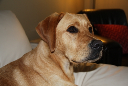 Griffin On Holiday with Hounds On Holiday Griffin On Holiday with Hounds On Holiday