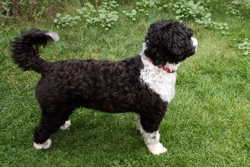Cooper On Holiday with Hounds On Holiday