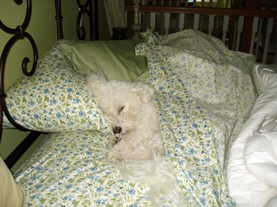 Ivy On Holiday With Hounds On Holiday