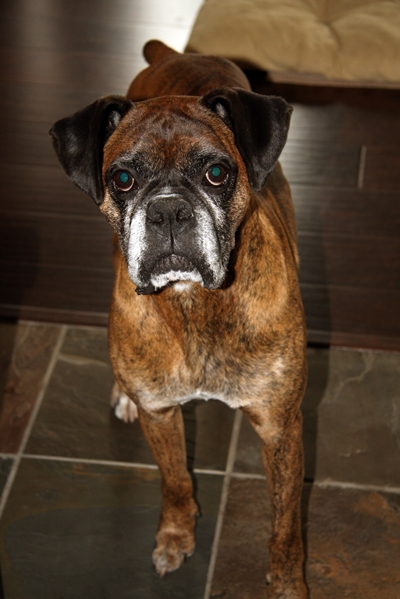 Mason On Holiday with Hounds On Holiday