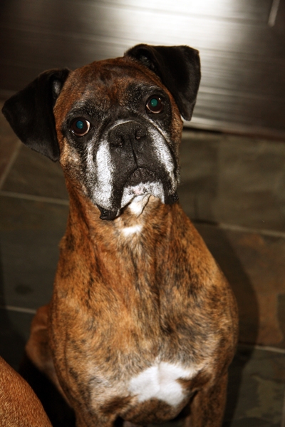 Mason On Holiday with Hounds On Holiday