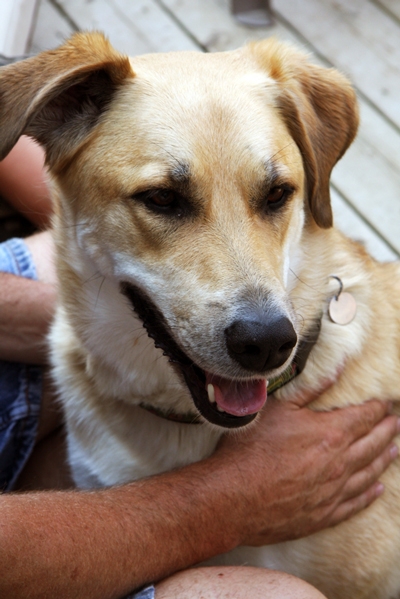 Annie On Holiday with Hounds On Holiday